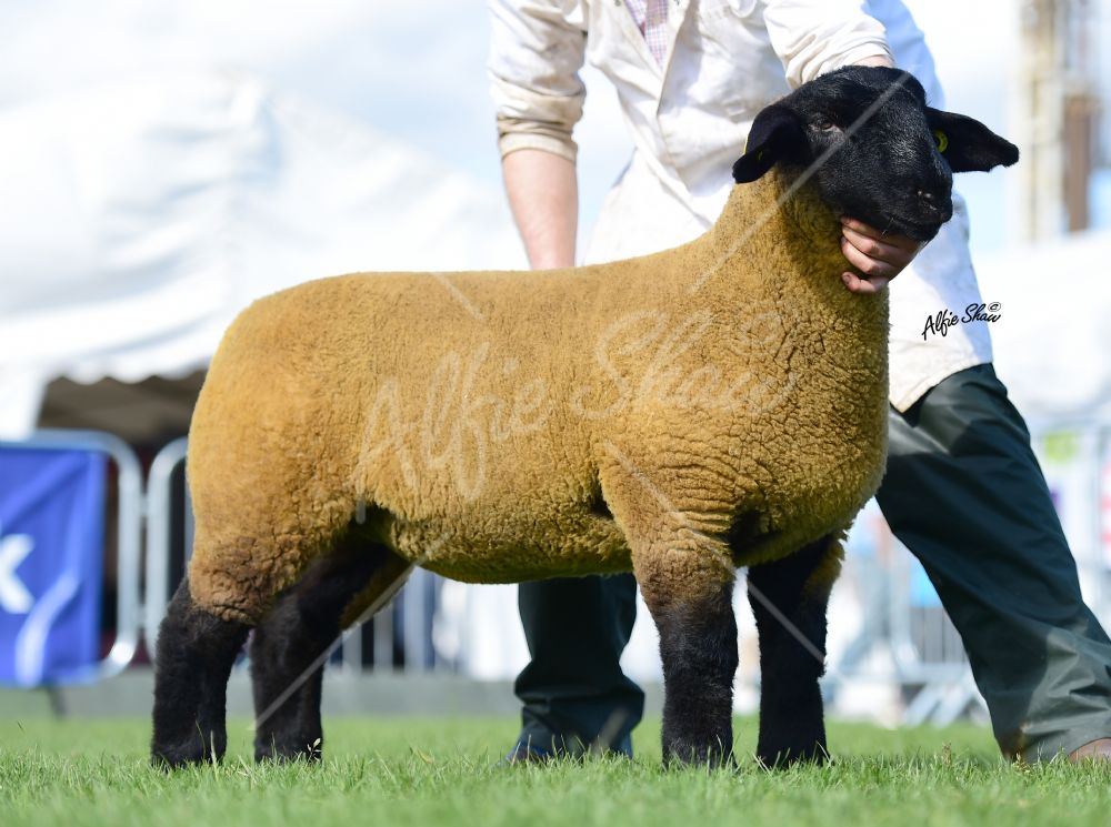 Norman Robinson - first prize ewe lamb
